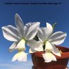 C.Nobilor Alba El Duend x Nobilor Amaliae Alba Zapp T4 -2